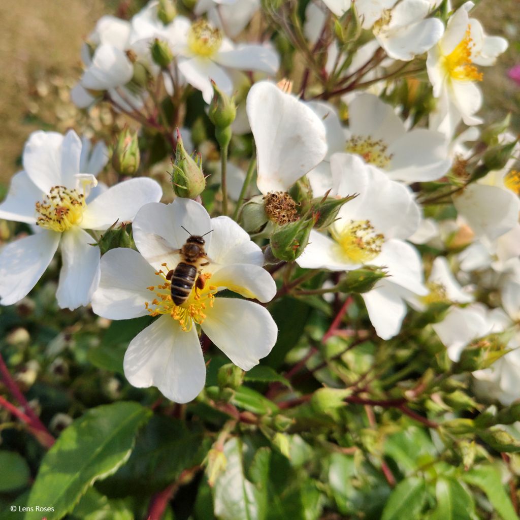 Rosier arbustif Rosalita