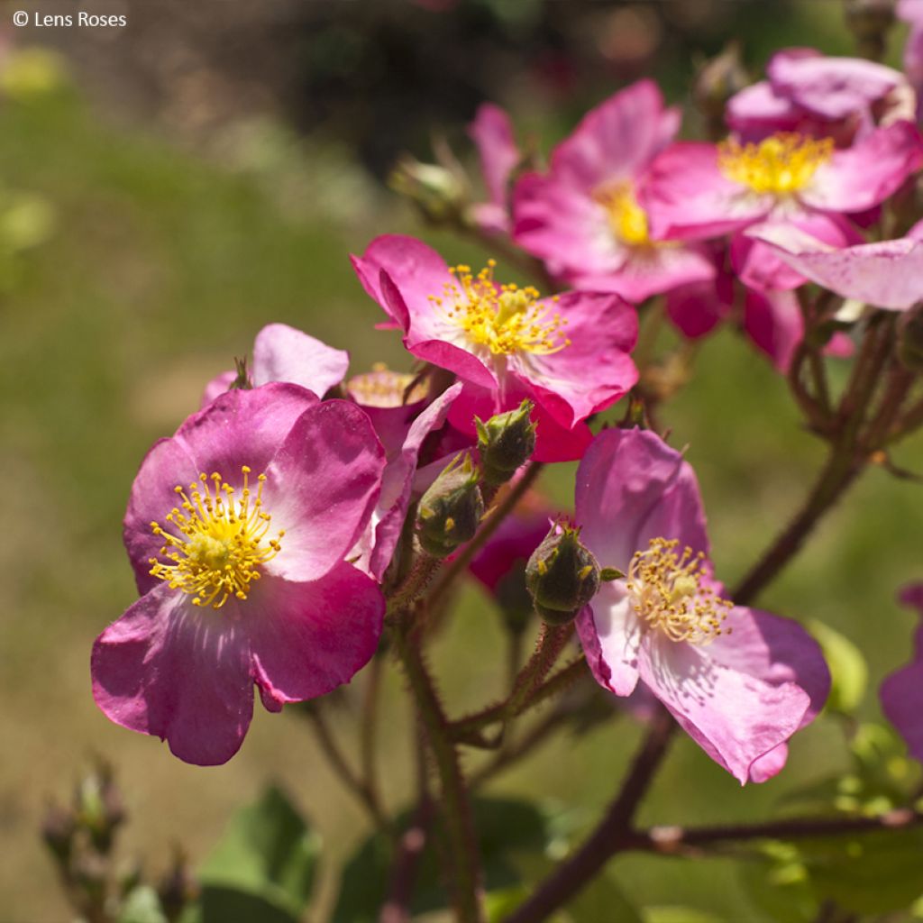 Rosier arbustif Rosy Purple