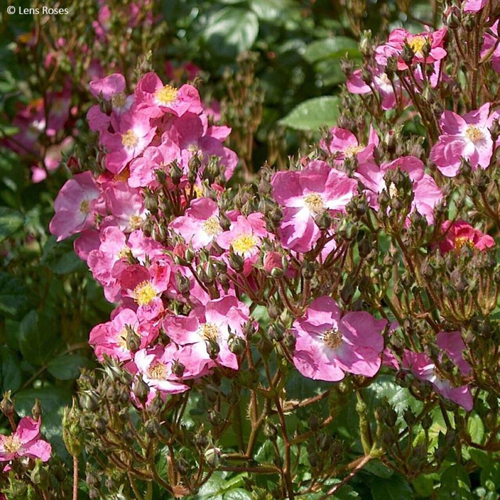 Rosier arbustif Rosy Purple