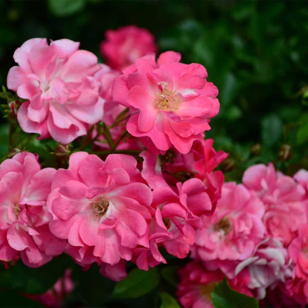 Rosier botanique - Rosa californica Plena