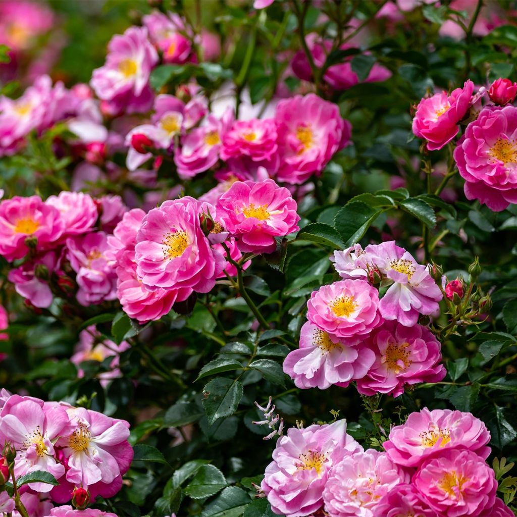 Rosier botanique - Rosa californica Plena