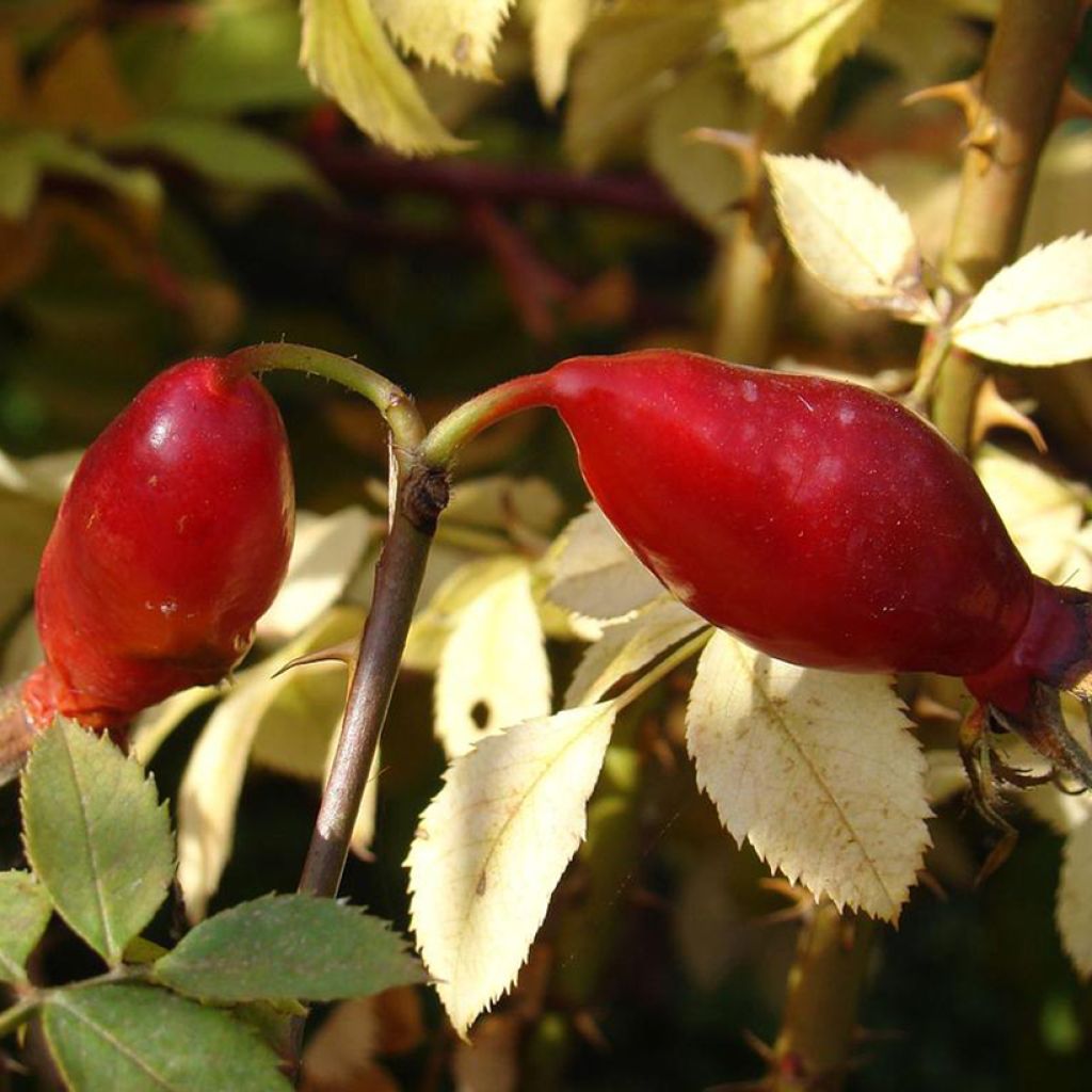 Rosier botanique - Rosa pendulina Bourgogne