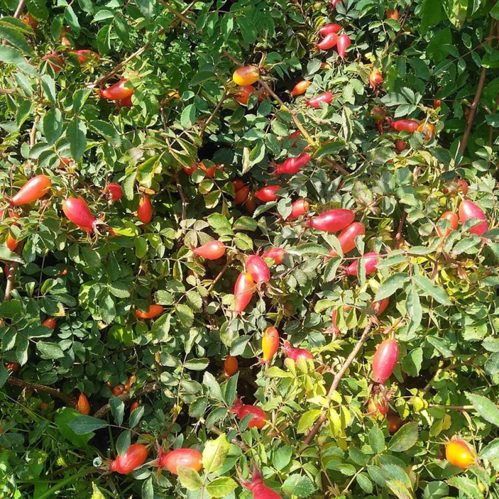 Rosier botanique - Rosa pendulina Bourgogne