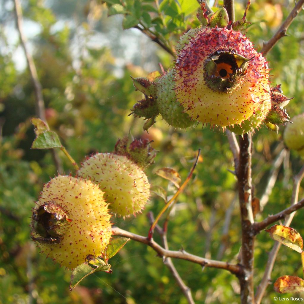 Rosier botanique - Rosa roxburghii Lampion