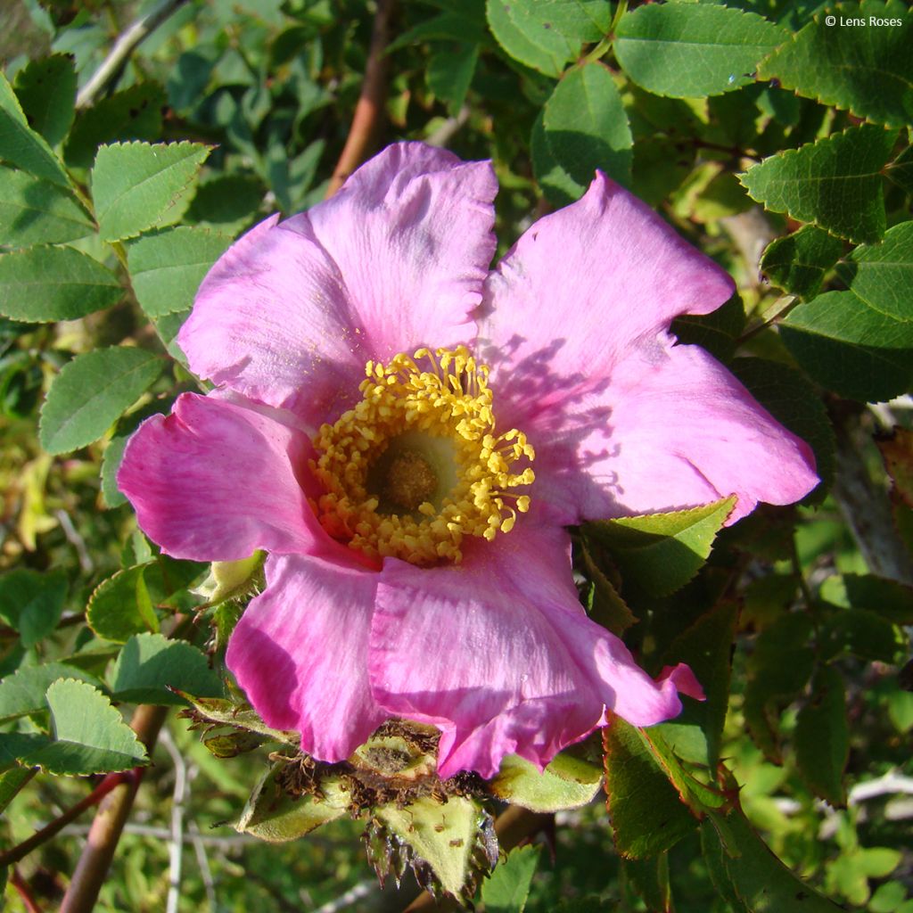 Rosier botanique - Rosa roxburghii Lampion
