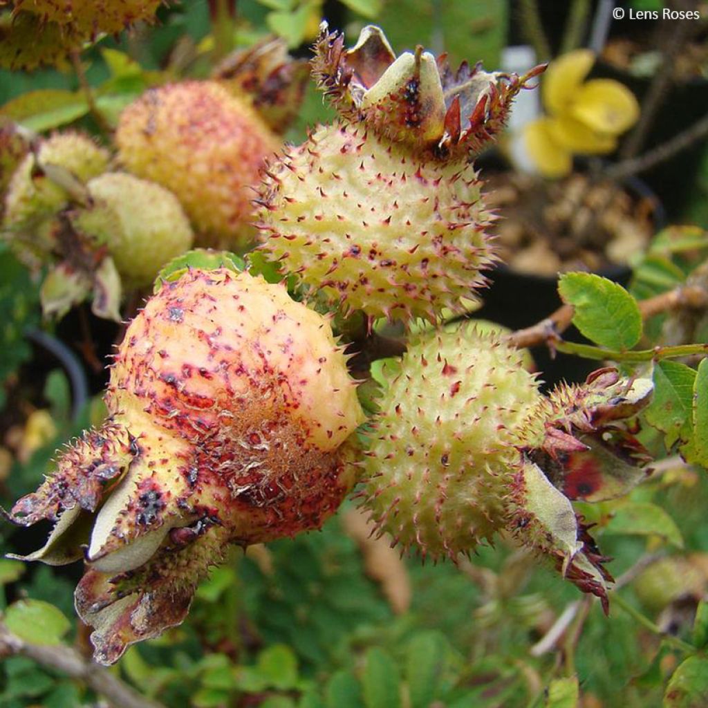 Rosier botanique - Rosa roxburghii Lampion