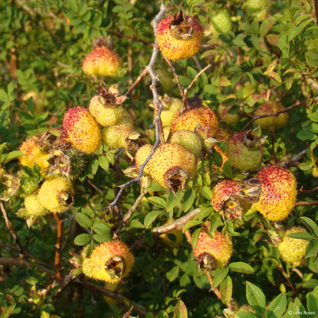 Rosier botanique - Rosa roxburghii Lampion