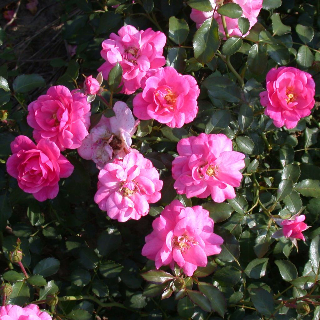 Rosier couvre-sol Mirato - Rosa (x) polyantha