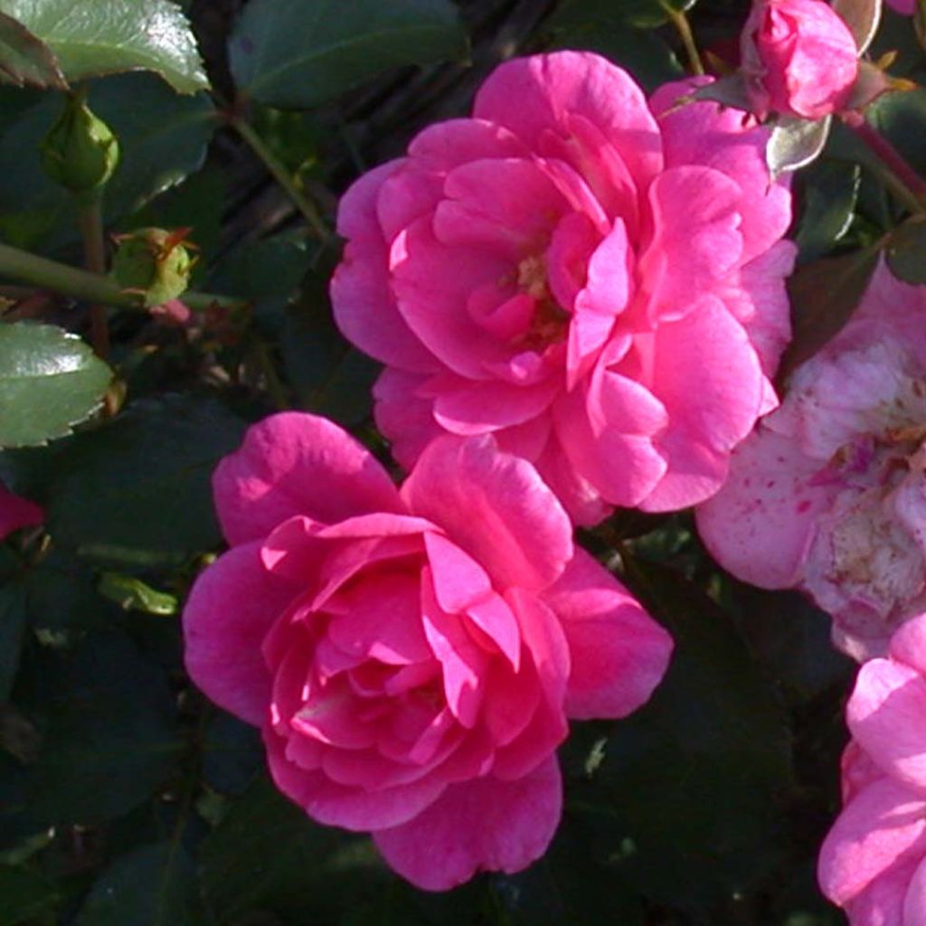 Rosier couvre-sol Mirato - Rosa (x) polyantha