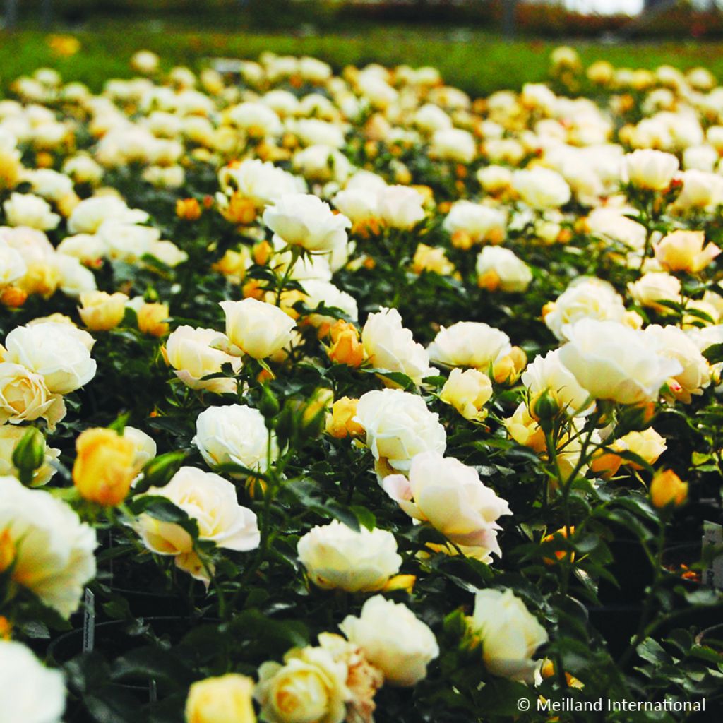 Rosier couvre-sol Popcorn Drift