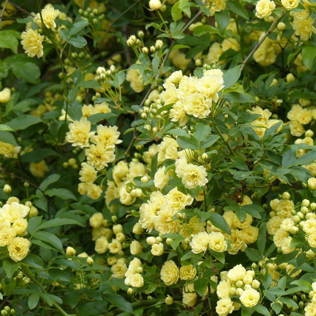 Rosier de Banks Lutea - Rosa banksiae