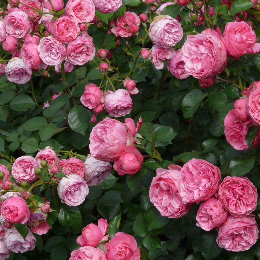 Rosier floribunda Pomponella en racines nues