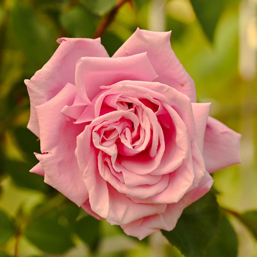 Rosier grimpant Aloha de Kordes KORwesrug