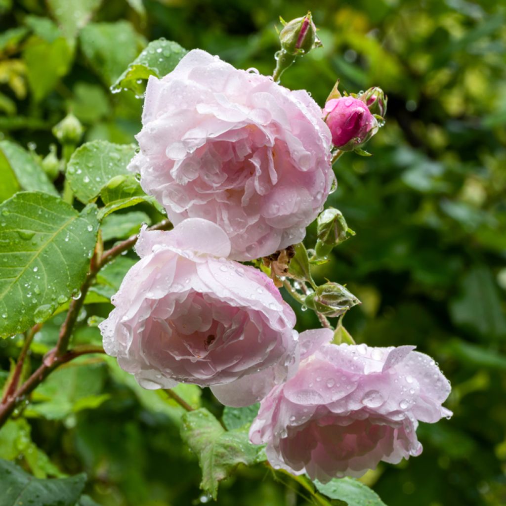 Rosier grimpant Blush Noisette