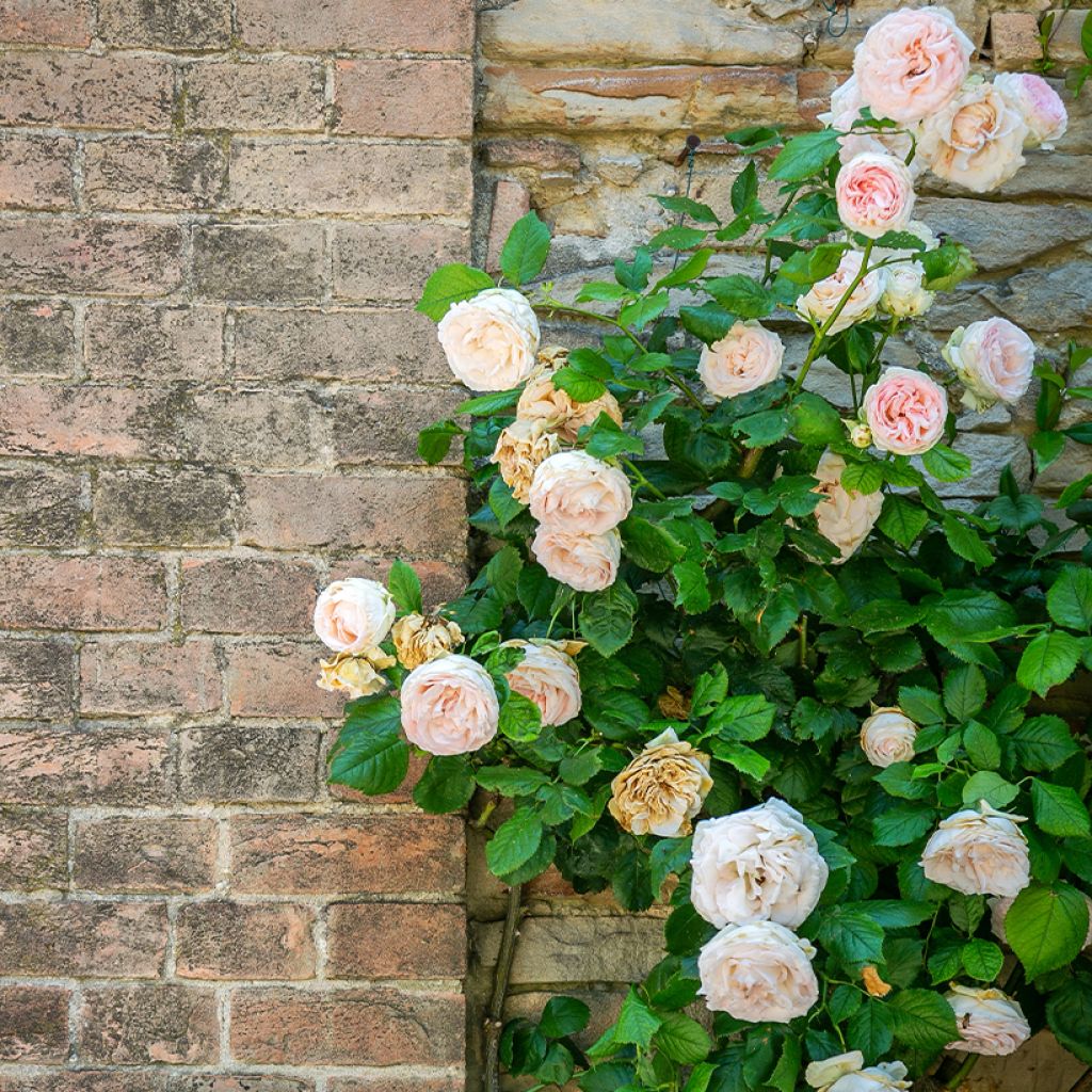Rosier grimpant Blush Noisette
