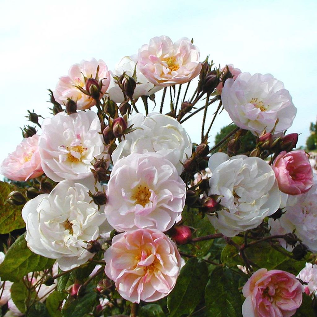 Rosier grimpant Dentelle de Malines en racines nues.