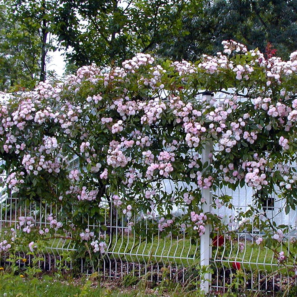 Rosier grimpant Dentelle de Malines en racines nues.