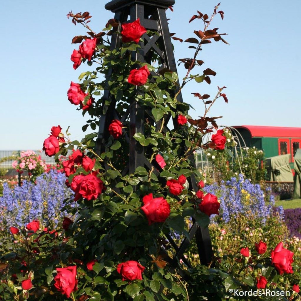 Rosier grimpant Florentina en racines nues