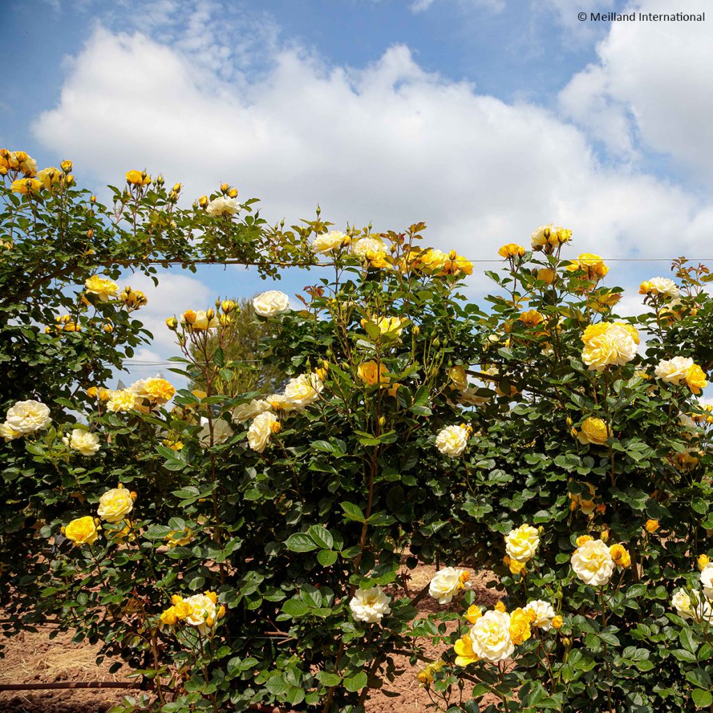 Rosier grimpant Golden Pareo Meipiyou