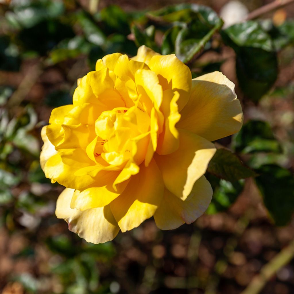 Rosier grimpant Golden Showers