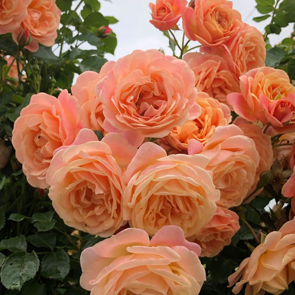 Rosier grimpant Peach Melba