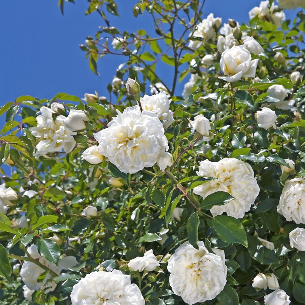 Rosier liane Albéric Barbier