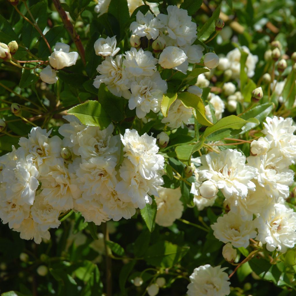 Rosier liane Paul's Himalayan Musk