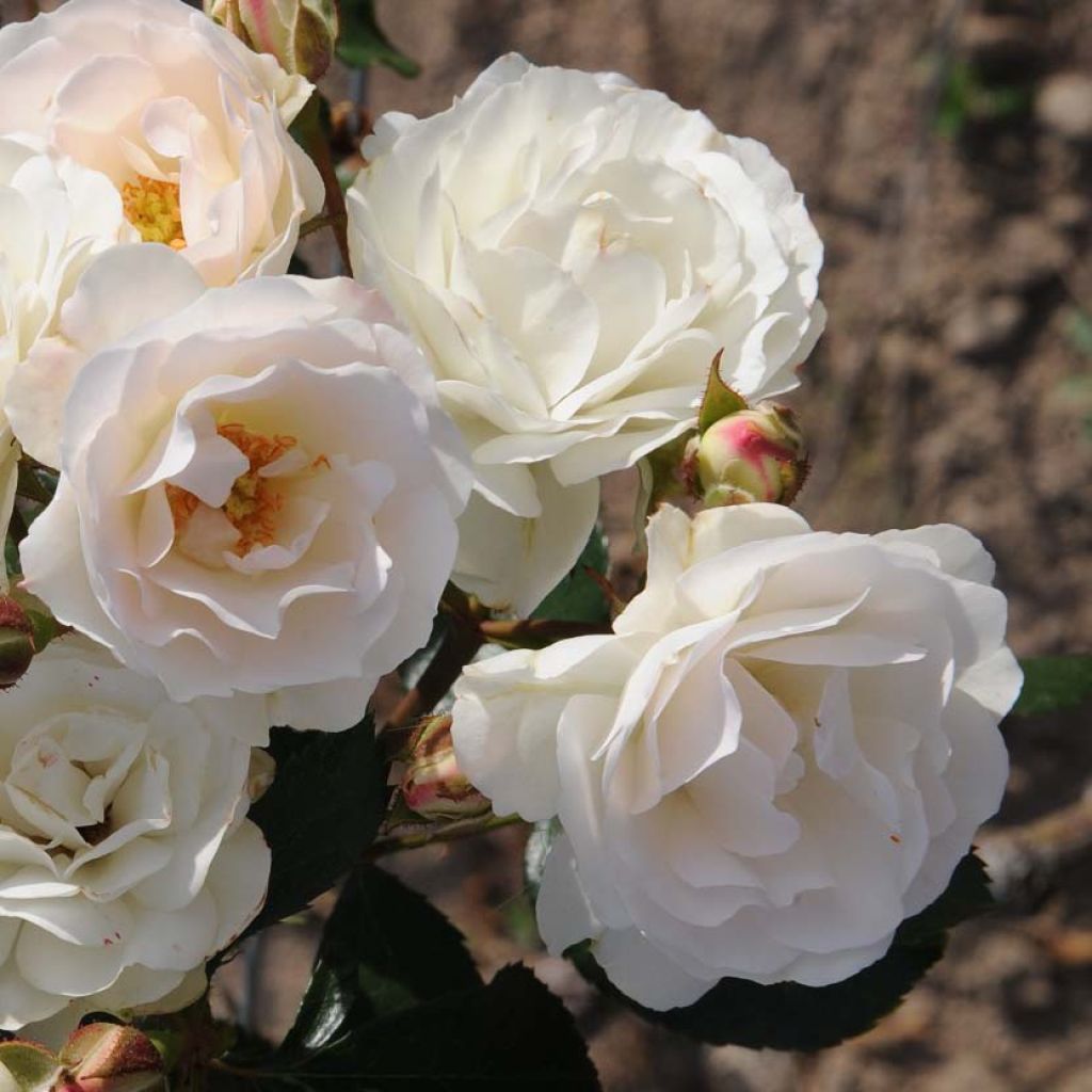 Rosier nain Bordure Blanche.