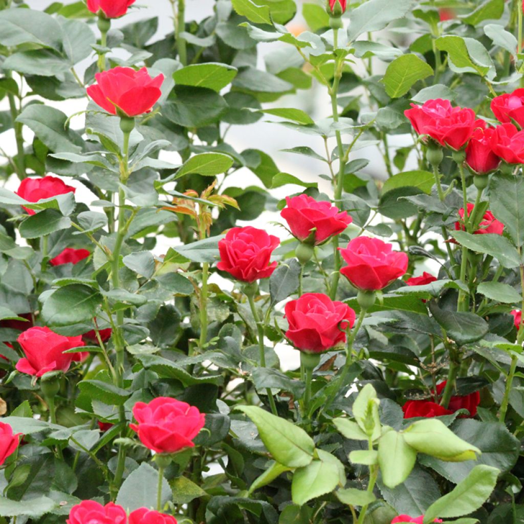 Rosier nain Zepeti 