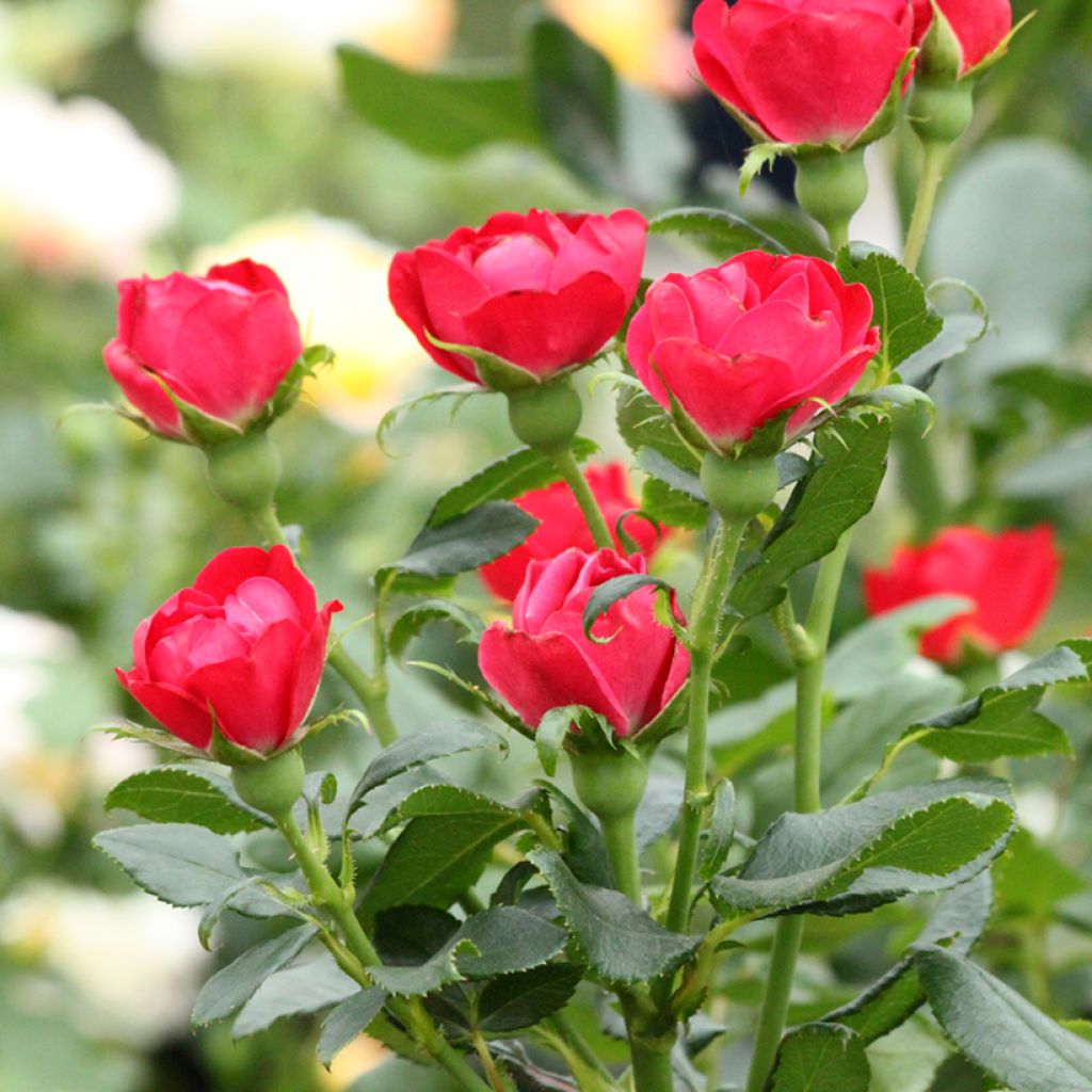 Rosier nain Zepeti 