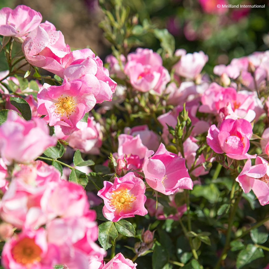 Rosier arbustif Friendly Pink Meissalu