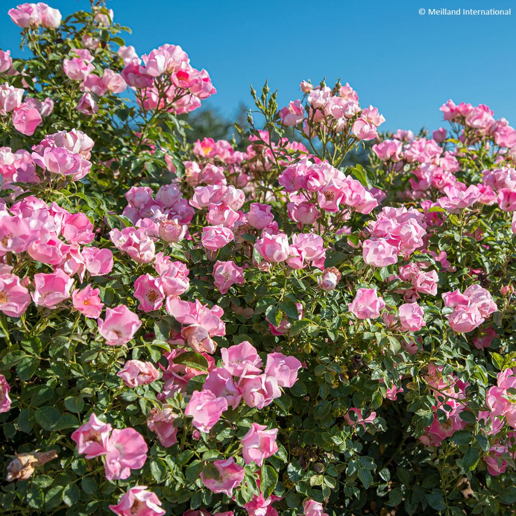 Rosier arbustif Friendly Pink Meissalu