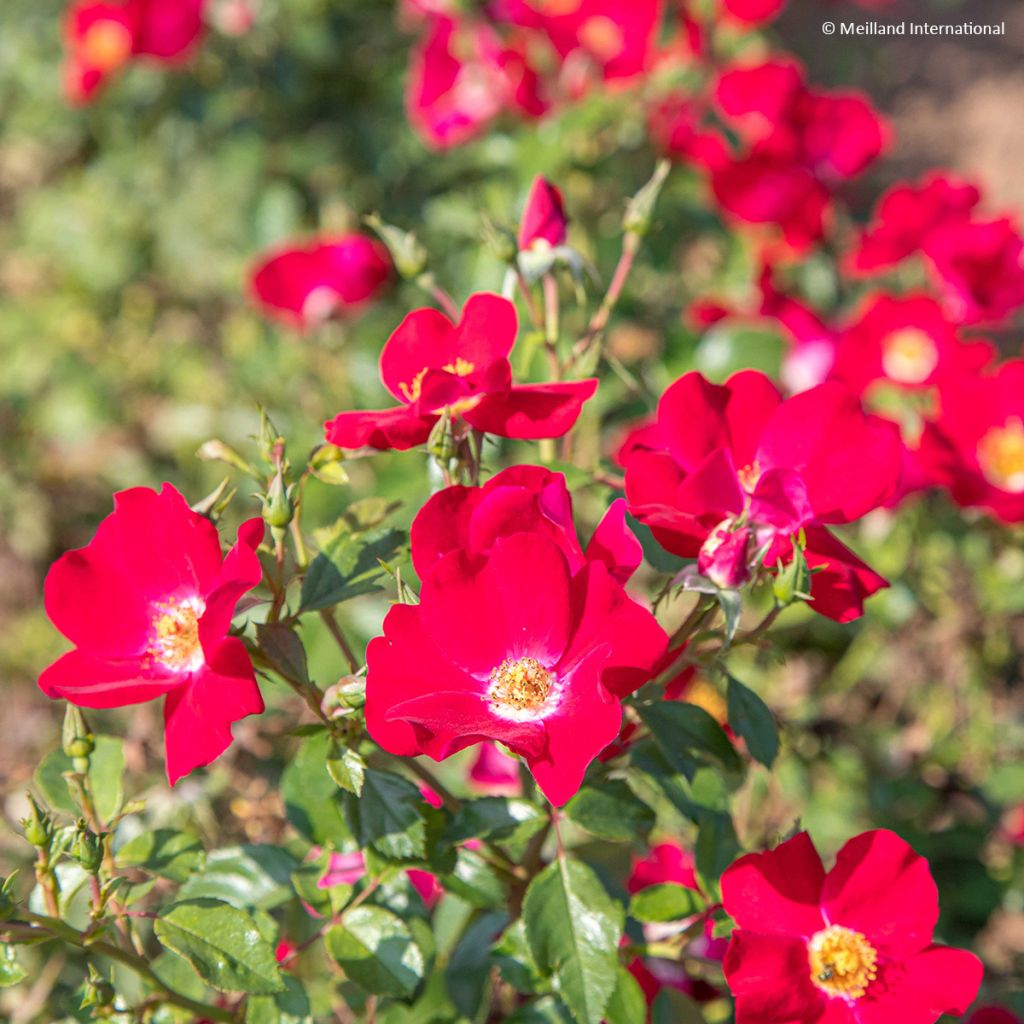 Rosier arbustif Friendly Red Meiariba