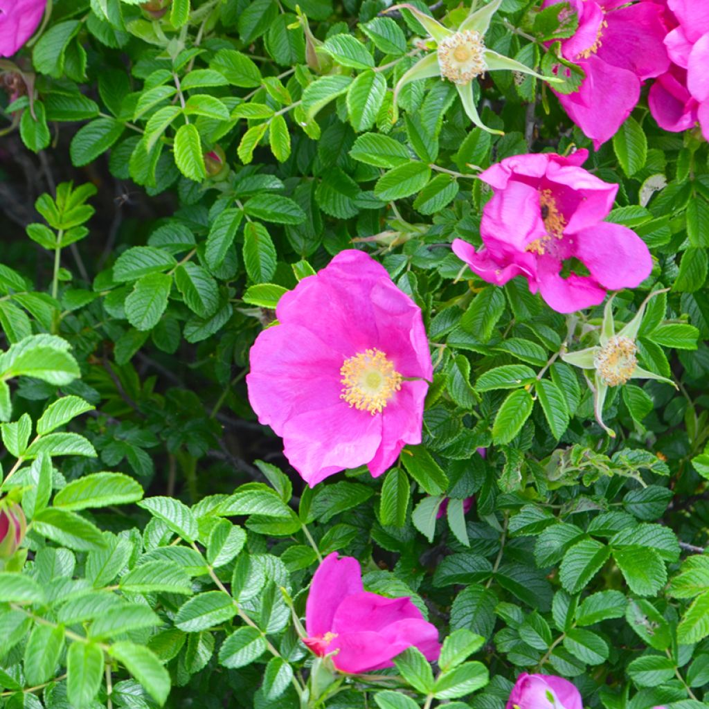Rosier rugosa Frau Dagmar Hastrup
