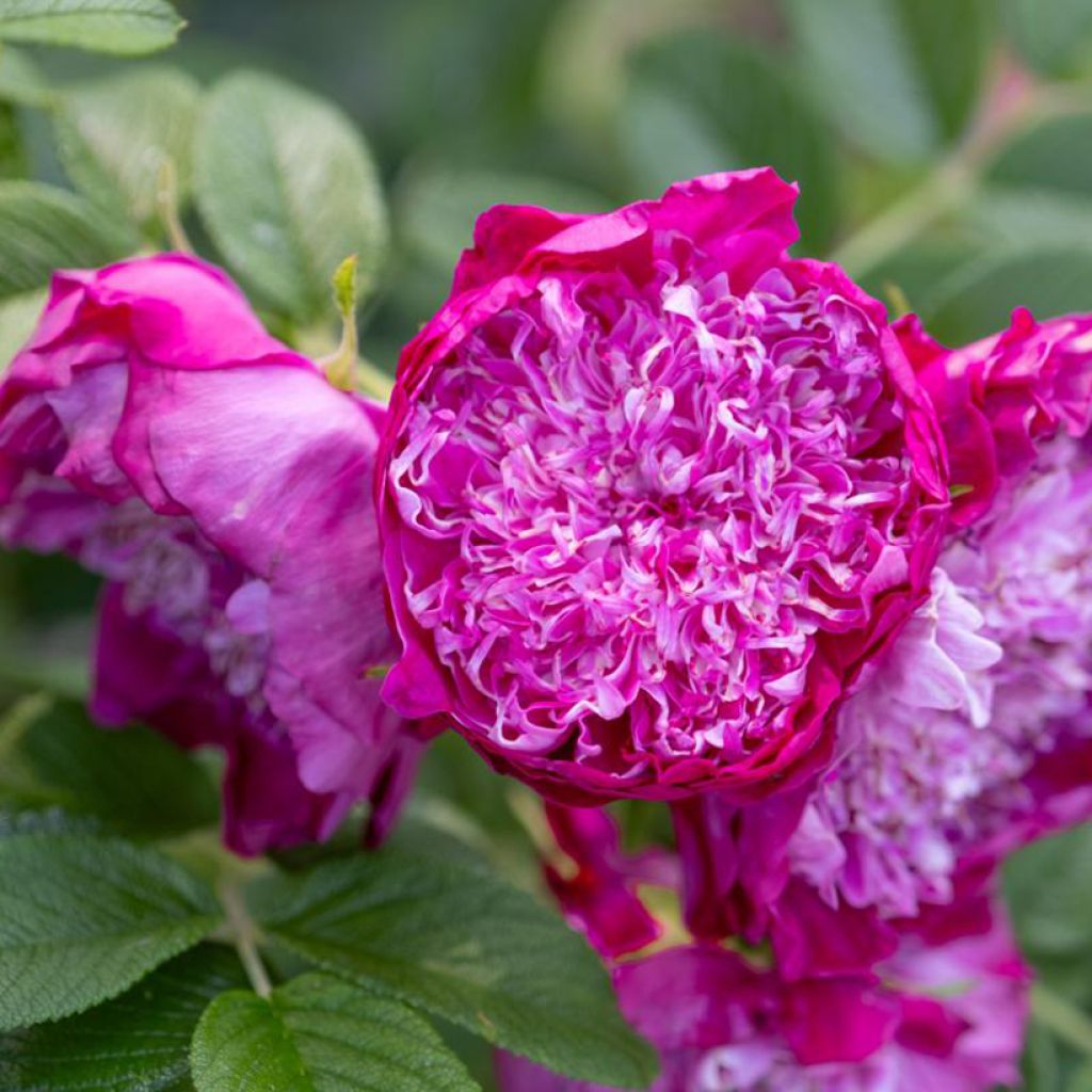 Rosier rugosa Pompom Perfume