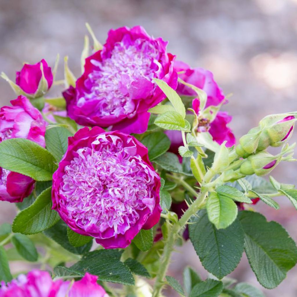 Rosier rugosa Pompom Perfume