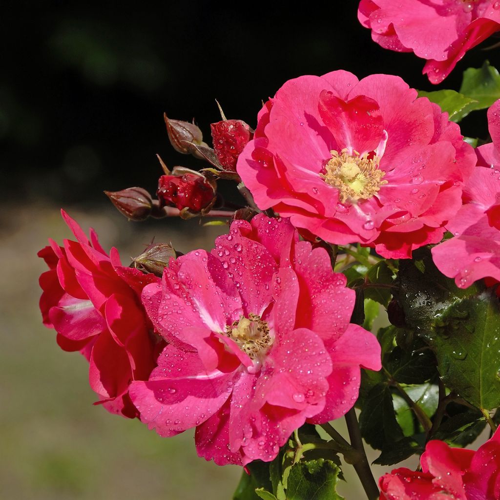 Rosier Patio Rose Xenia