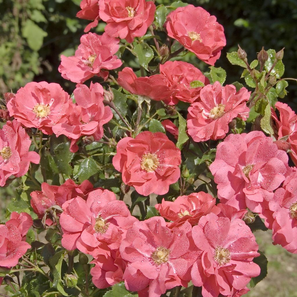 Rosier Patio Rose Xenia