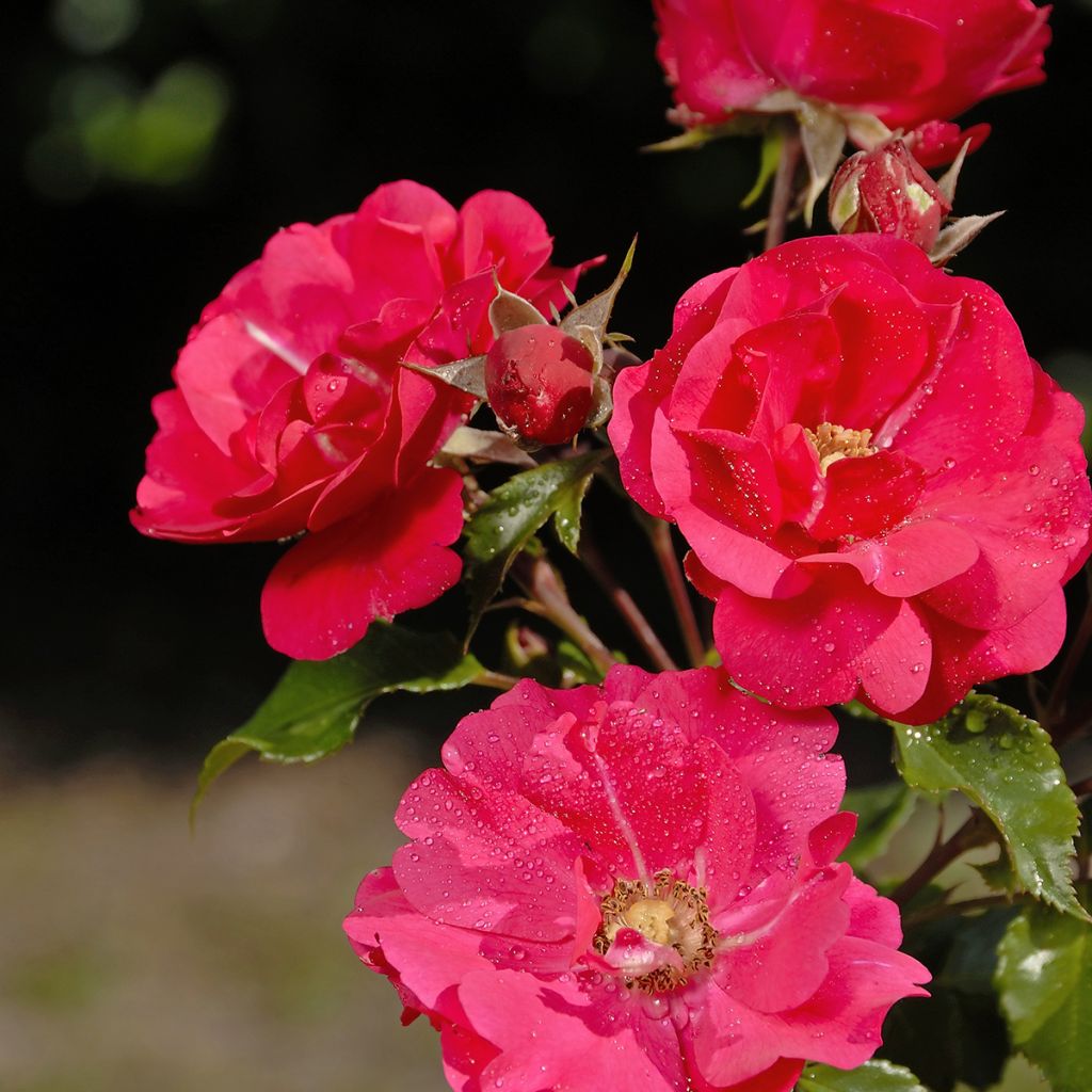 Rosier Patio Rose Xenia