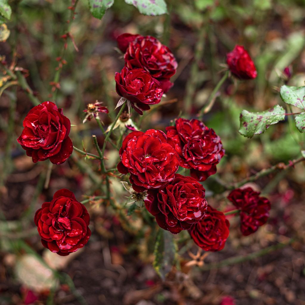 Rosier miniature Baby Baccara