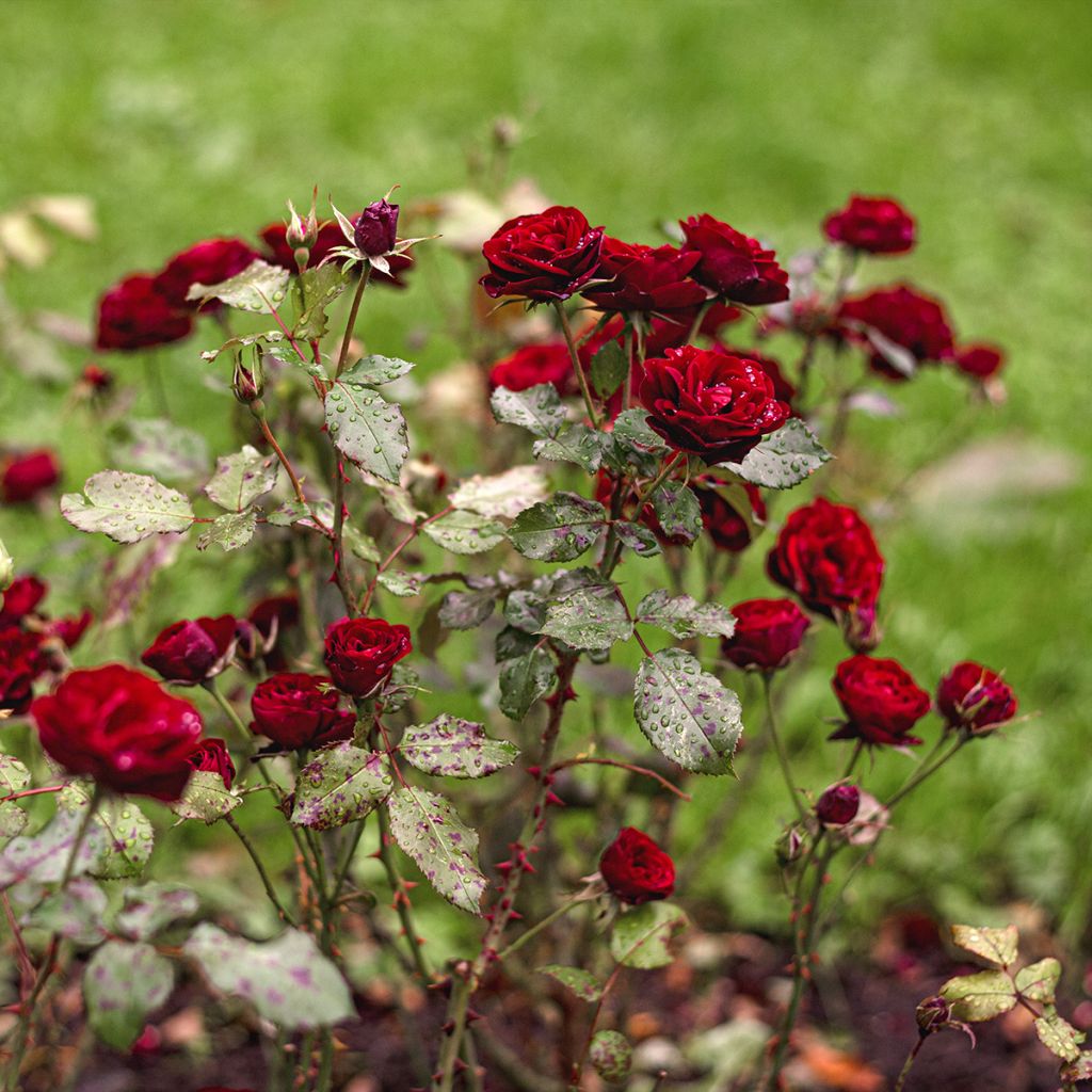 Rosier miniature Baby Baccara