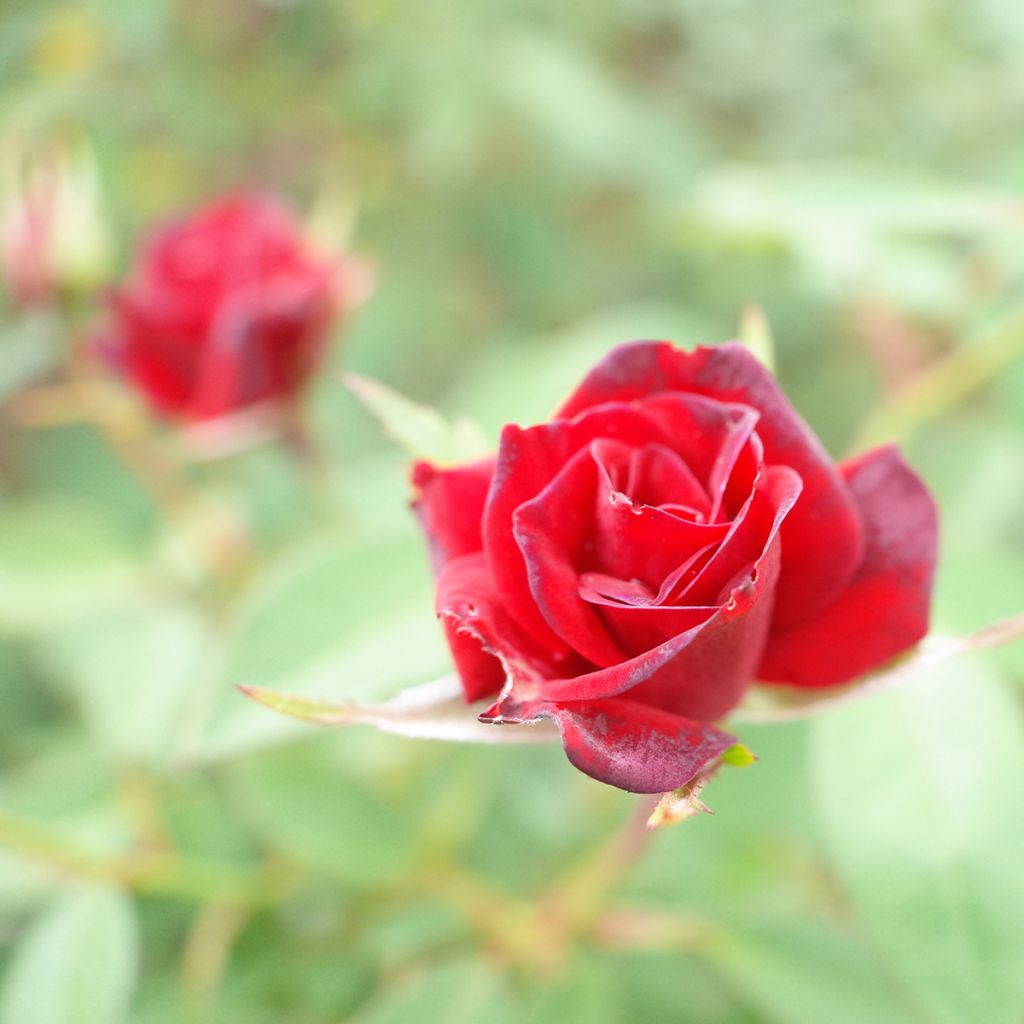 Rosier miniature Baby Baccara