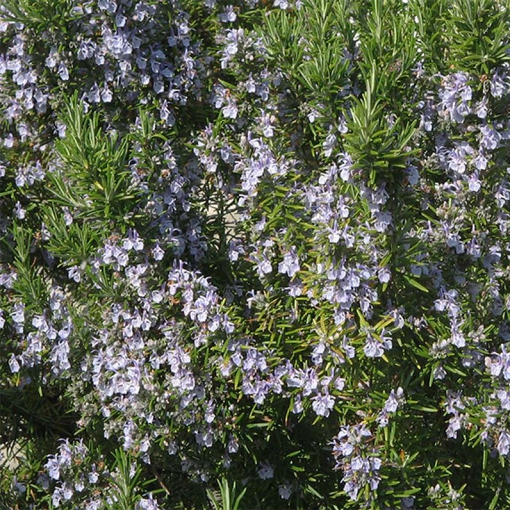 Romarin bio et Demeter – Rosmarinus officinalis