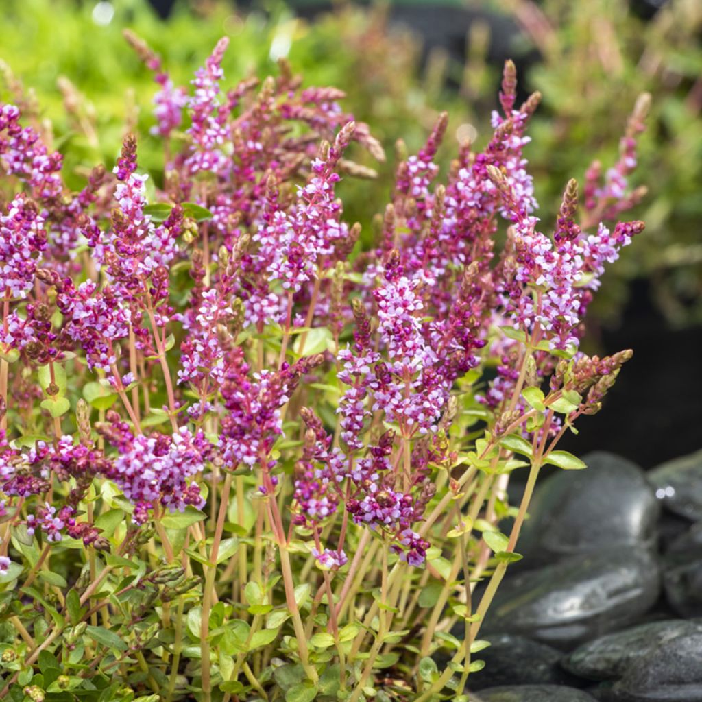 Rotala indica - Rotala des Indes