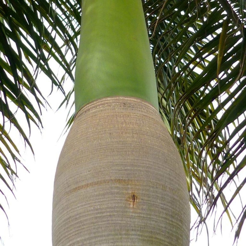 Roystonea regia - Palmier royal de Cuba