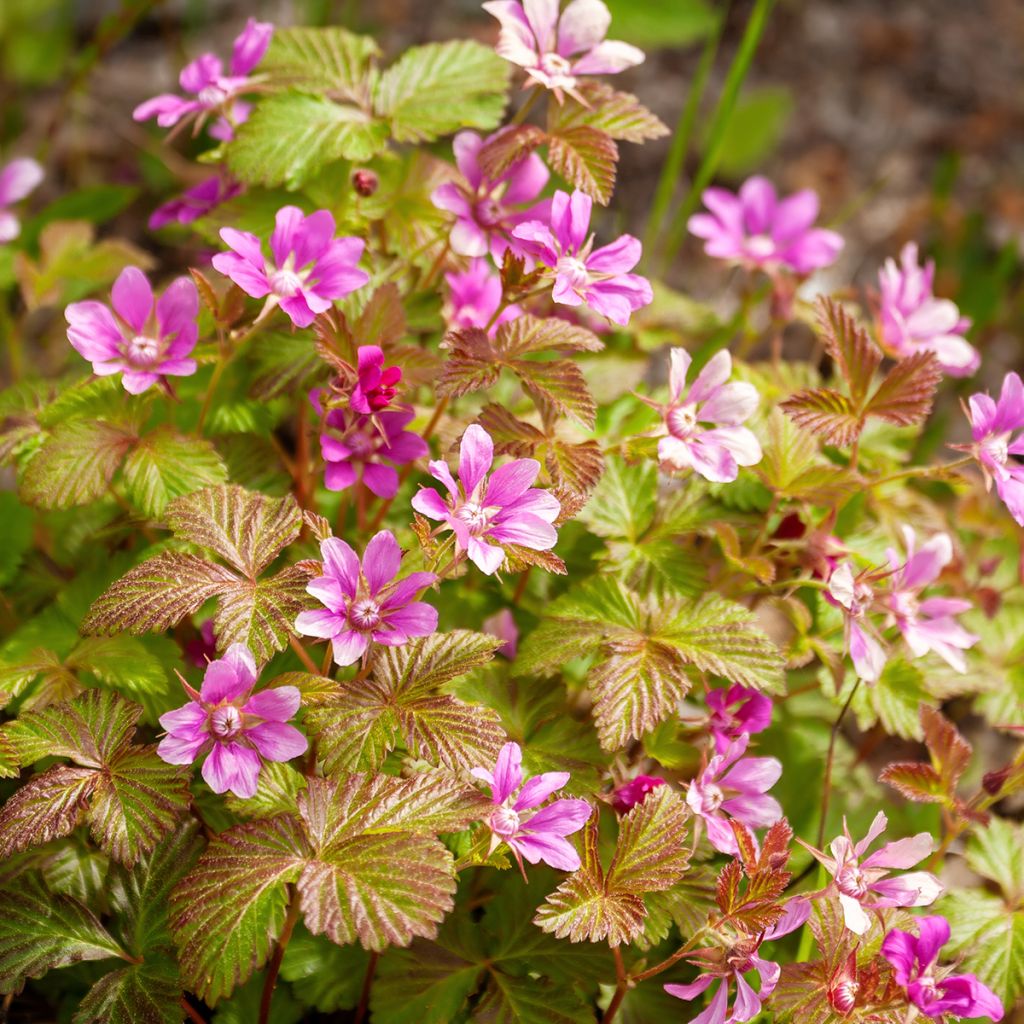 Rubus arcticus Beata - Framboisier de l'arctique