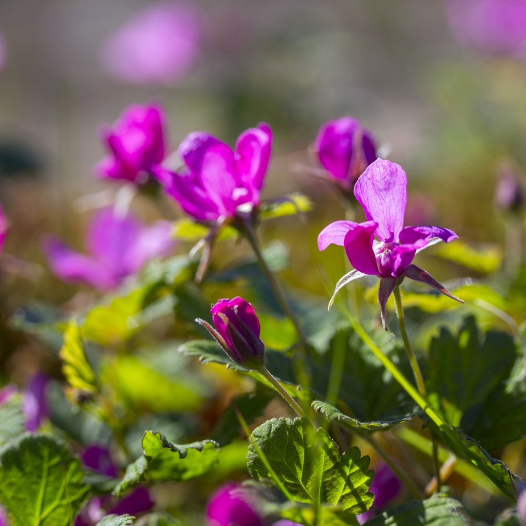 Rubus arcticus Beata - Framboisier de l'arctique