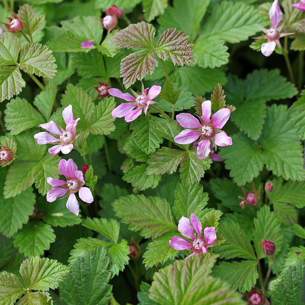 Rubus arcticus Beata - Framboisier de l'arctique