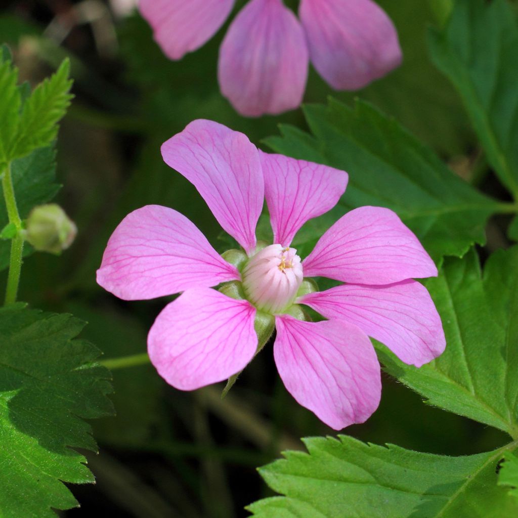 Rubus arcticus Beata - Framboisier de l'arctique