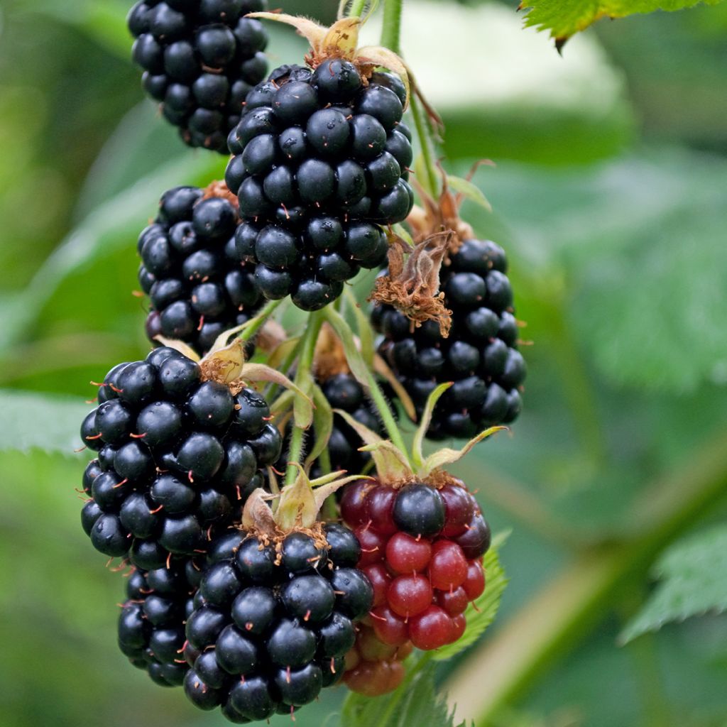 Rubus fruticosus Geante Des Jardins en godet de 9cm